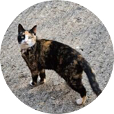 imago-german-team-4 imago-german-team-4